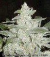 Poseidon White Widow